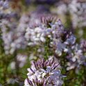 Cleome x 'Senorita Blanca' (2)
